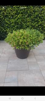 Skimia in pot, Ophalen