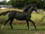 Zangersheide-Holsteiner-Lusitano Jaarlinghengst v. Asca Z., Dieren en Toebehoren, Paarden, Gechipt, Dressuurpaard, 0 tot 2 jaar