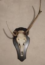 Abnormale edelhert schedel gewei misgroei pendelbok, Ophalen of Verzenden, Zo goed als nieuw, Hert, Schedel
