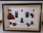 Taxidermie, kevers, Dieren en Toebehoren, Insecten en Spinnen, Overige soorten