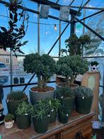 Crassula Curly Green Vetplanten welkom in onze Mini-Kas, Ophalen, Vetplant, 100 tot 150 cm, In pot