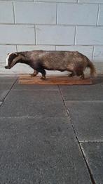 Prachtige Opgezette Das, Verzamelen, Dierenverzamelingen, Ophalen of Verzenden, Zo goed als nieuw, Wild dier, Opgezet dier