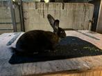 Konijnen, Meerdere dieren, Groot, 0 tot 2 jaar