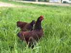 Jonge tamme Rhode Island Red kriel kippen hennen gesekst, Vrouwelijk, Kip