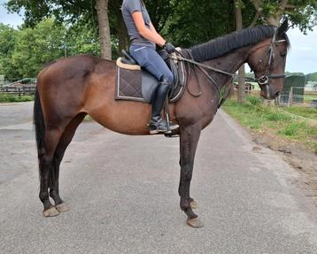 Superbrave 9 jr recreatie-manege allrounder 1,62 beschikbaar voor biedingen