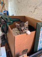 Boerderij kittens, Dieren en Toebehoren, Katten en Kittens | Overige Katten, Meerdere dieren, Kortharig, 0 tot 2 jaar