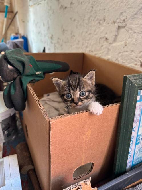 Boerderij kittens, Dieren en Toebehoren, Katten en Kittens | Overige Katten, Kortharig, Meerdere dieren, 0 tot 2 jaar