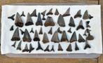 Flink lot fossiele haaientanden uit Antwerpen (België) - 3, Verzamelen, Mineralen en Fossielen, Ophalen of Verzenden, Fossiel