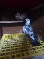 Kelebek, Dieren en Toebehoren, Meerdere dieren, Postduif