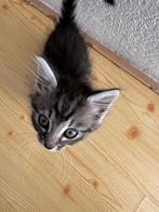 “Maine coon/britse’europese, korthaar kruising kittens, Meerdere dieren