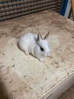 Klein konijntje, Dieren en Toebehoren, Konijnen, Vrouwelijk, Middelgroot, 0 tot 2 jaar