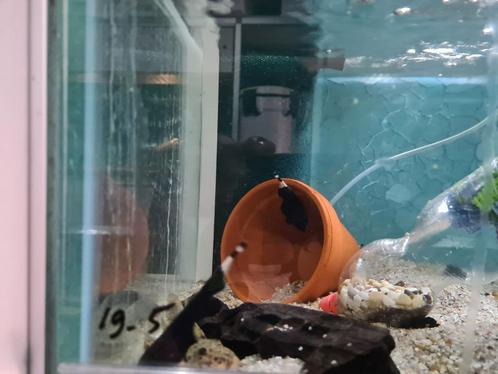 Apteronotus albifrons, amerikaanse mesvis, Dieren en Toebehoren, Vissen | Aquariumvissen, Zoetwatervis, Vis