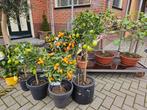 Fruitboompjes: limequat, kumquat, citroen, druif, vijg, Tuin en Terras, Planten | Fruitbomen, Ophalen, Overige soorten