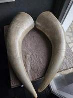 2 prachtige grote waterbuffel hoorns voor decoratief gebruik, Ophalen of Verzenden, Gebruikt, Wild dier, Gewei of Kop