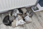 Mooie langhaar kittens!!!, Dieren en Toebehoren, Katten en Kittens | Raskatten | Langhaar, Meerdere dieren, Ontwormd, 0 tot 2 jaar