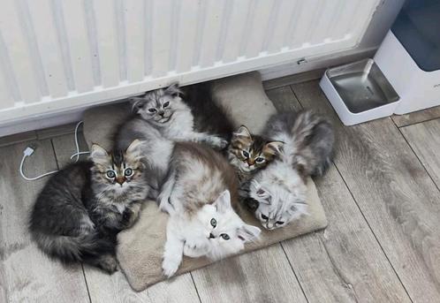 Mooie langhaar kittens!!!, Dieren en Toebehoren, Katten en Kittens | Raskatten | Langhaar, Meerdere dieren, 0 tot 2 jaar, Ontwormd