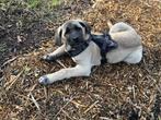 Kangal pups (3 maanden oud), Dieren en Toebehoren, Honden | Niet-rashonden, Reu, 8 tot 15 weken, Eén hond, Klein