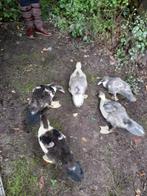 Muskuseenden, Dieren en Toebehoren, Mannelijk, Eend