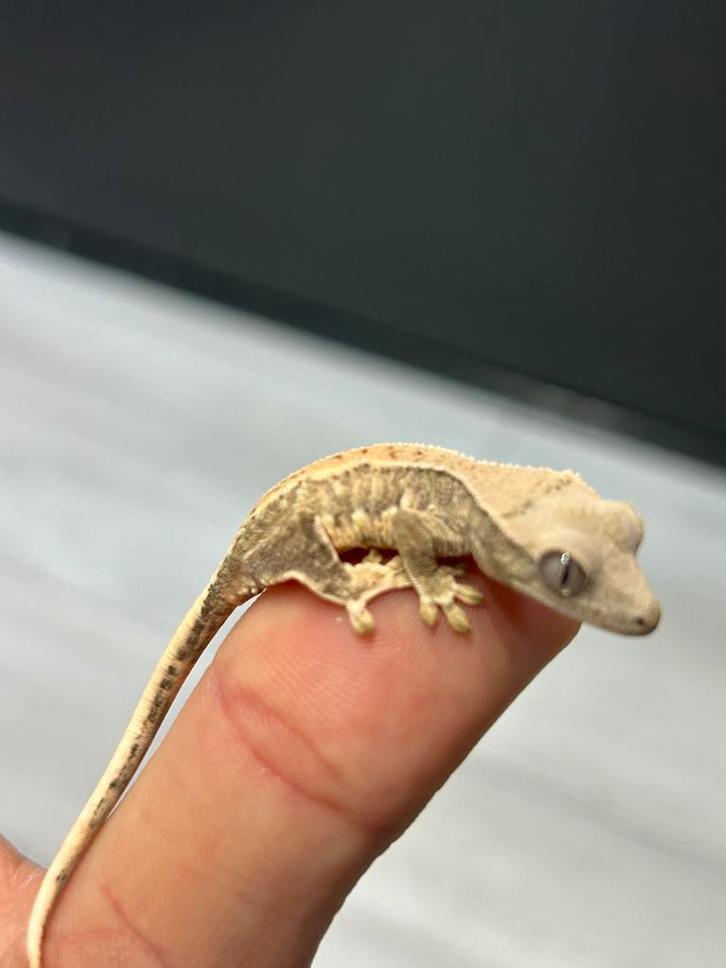 Lilly white wimper gekko - crested gecko