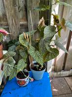 Begonia, Tuin en Terras, Ophalen of Verzenden, Zomer, Volle zon