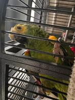 Groene amazone papegaai, Dieren en Toebehoren, Vogels | Parkieten en Papegaaien, Geslacht onbekend, Papegaai