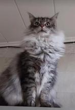 Maincoon en noorse boskat, Dieren en Toebehoren, Katten en Kittens | Raskatten | Langhaar, Meerdere dieren