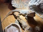 Gratis baardagame, Overige soorten, Met terrarium, 3 tot 6 jaar
