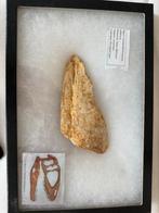 Carcharodontosaurus Onderkaak Bot - 94 Miljoen Jaar Oud, Ophalen of Verzenden, Fossiel