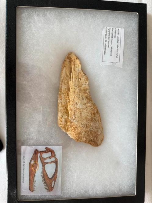 Carcharodontosaurus Onderkaak Bot - 94 Miljoen Jaar Oud, Verzamelen, Mineralen en Fossielen, Fossiel, Ophalen of Verzenden