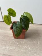 Monstera siltepecana, Huis en Inrichting, Kamerplanten, Ophalen of Verzenden, Overige soorten, Minder dan 100 cm