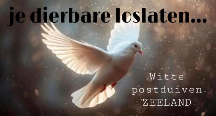 Witte duiven, Dieren en Toebehoren, Vogels | Duiven, Overige soorten, Meerdere dieren