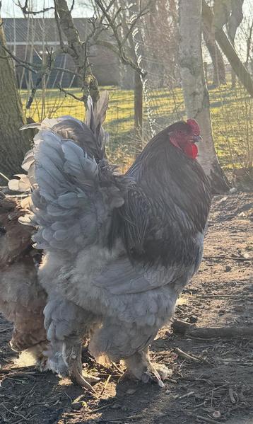 Mooie forse brahma haan ter overname beschikbaar voor biedingen