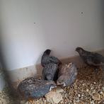 5 jong chinese dwergkwartel haantjes, Dieren en Toebehoren, Vogels | Overige Vogels, Mannelijk, Tropenvogel