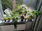 9 Kunstplanten met Pot - Decoratief, Ophalen, Gebruikt, Binnen