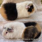 Prachtige us teddy zwart buff wit bewezen fokbeer, Dieren en Toebehoren, Knaagdieren, Cavia, Mannelijk, Januari, Tam