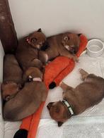 Shiba Inu pups te koop, mogen het nest verlaten!, Dieren en Toebehoren, Honden | Poolhonden, Keeshonden en Oertypen, Rabiës (hondsdolheid)