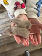 Rittens dumbo siamees ratjes, Dieren en Toebehoren, Knaagdieren, Rat, Vrouwelijk, Tam, Oktober