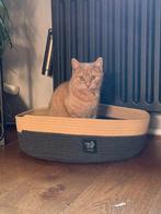 Europese x maincoon poes., Dieren en Toebehoren, Katten en Kittens | Raskatten | Korthaar, Poes
