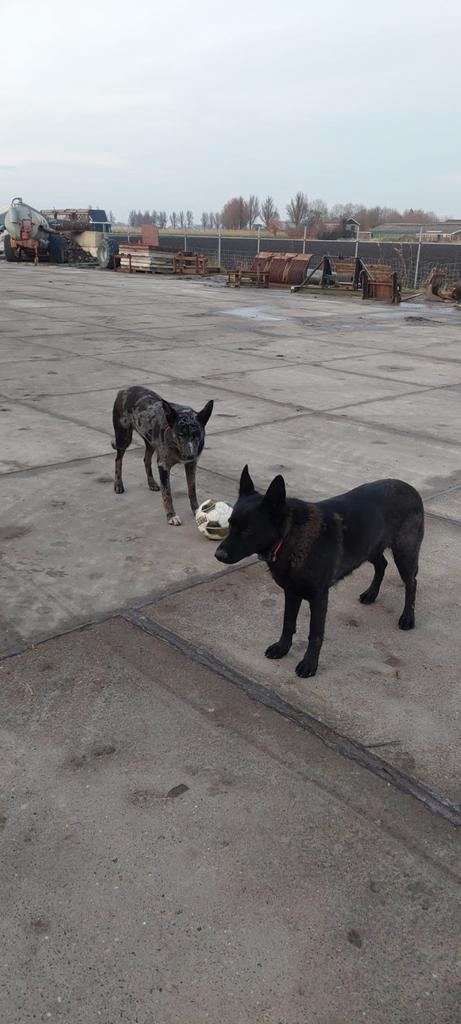 Herder hond, Dieren en Toebehoren, Honden | Herdershonden en Veedrijvers, Teef, Herder, Particulier, Meerdere, Nederland, 3 tot 5 jaar