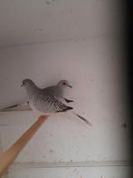 Diamantduifjes, Dieren en Toebehoren, Meerdere dieren, Overige soorten