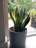 Sanseveria, vrouwentong, Huis en Inrichting, Kamerplanten, Ophalen, Overige soorten, Minder dan 100 cm