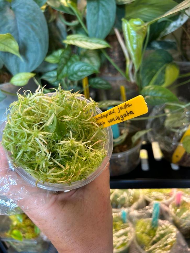 Scindapsus jade satin variegata, plantje uit wetstick, Huis en Inrichting, Kamerplanten, Minder dan 100 cm, Halfschaduw, Ophalen of Verzenden