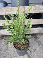 Ilex Crenata Caroline Upright - ideale buxusvervanger, Tuin en Terras, Planten | Struiken en Hagen, Ophalen of Verzenden, Hulst