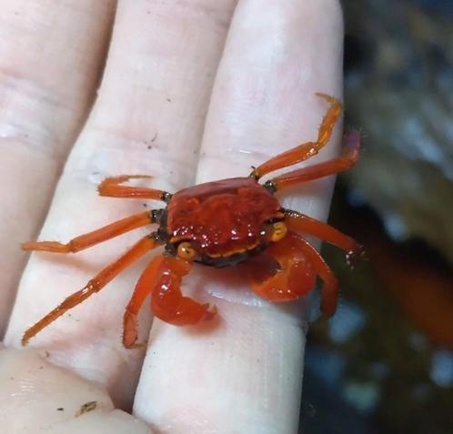 Geosesarma sp. red tomato, Dieren en Toebehoren, Reptielen en Amfibieën, Overige soorten