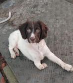 Bruinschimmel Stabij Pup Teefje, Overige rassen, CDV (hondenziekte), 8 tot 15 weken, Teef