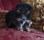 Peekapoo pupjes, Dieren en Toebehoren, Honden | Chihuahua's en Gezelschapshonden, Overige rassen, CDV (hondenziekte), 8 tot 15 weken