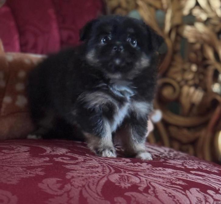 Peekapoo pupjes, Dieren en Toebehoren, Honden | Chihuahua's en Gezelschapshonden, Meerdere dieren, Overige rassen, Particulier