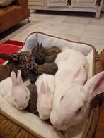 Verschillende Duitse Reus Konijnen te koop, Dieren en Toebehoren, Konijnen, Meerdere dieren, Groot, 0 tot 2 jaar
