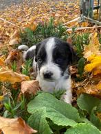 Friese Stabij pups, Dieren en Toebehoren, Honden | Niet-rashonden, 8 tot 15 weken, Meerdere, Meerdere dieren, Middel