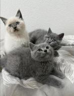Britse korthaar kittens NOG 1 GRIJZE KATER & 1 WITTE POES, Dieren en Toebehoren, Katten en Kittens | Raskatten | Korthaar, Meerdere dieren